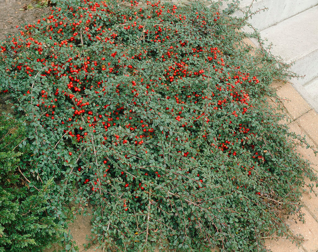 bearberry cotoneaster