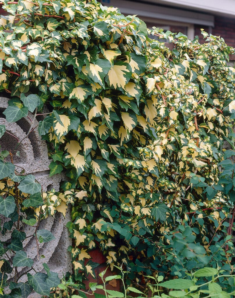 ivy 'Oro di Bogliasco'