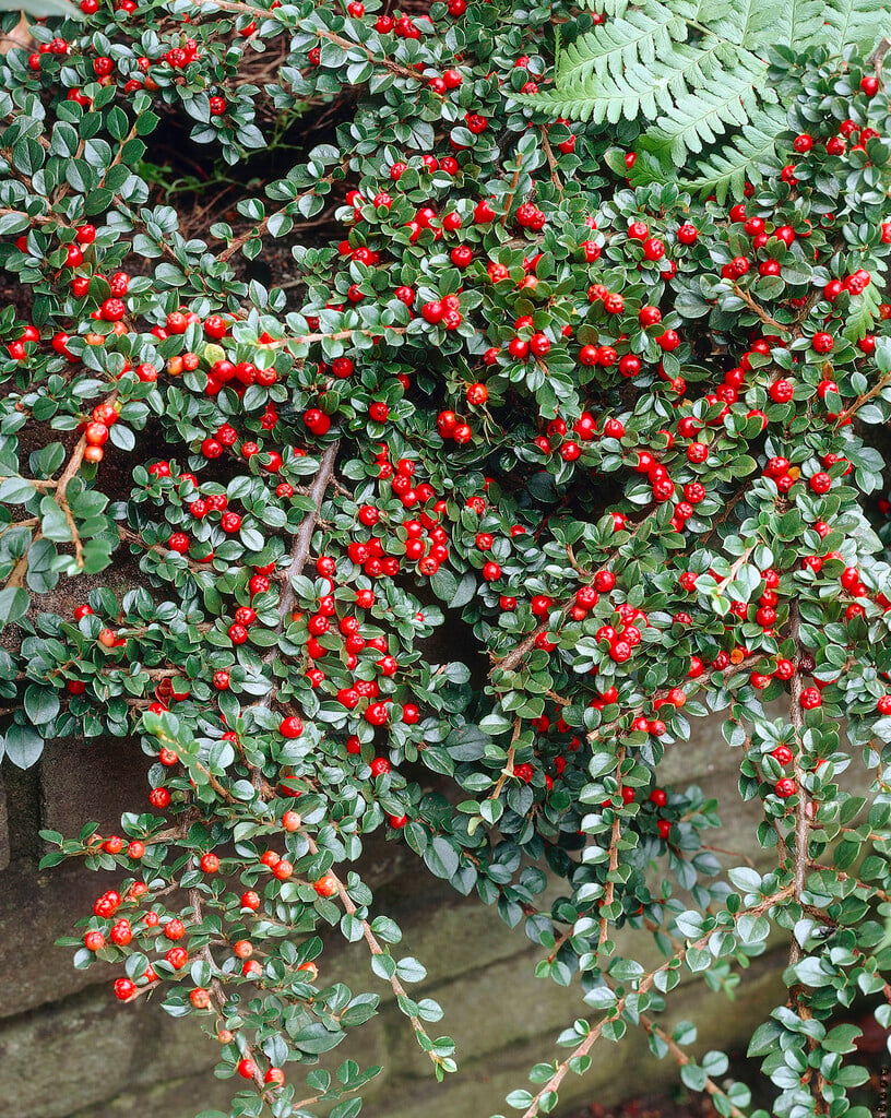 wall cotoneaster