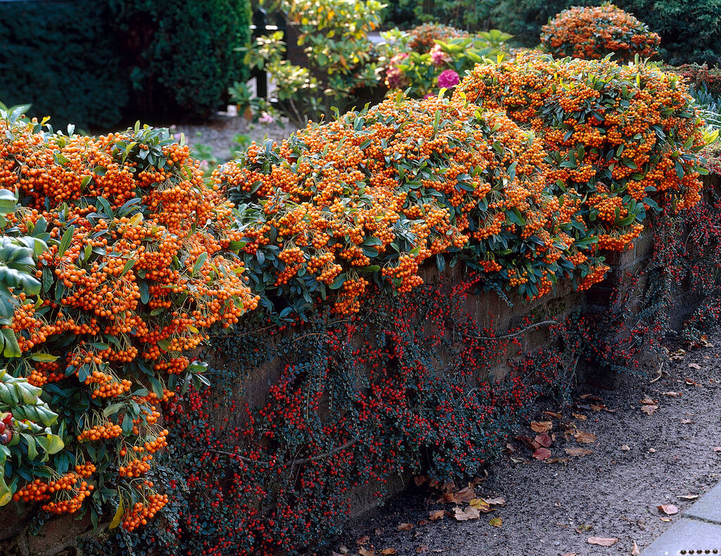 firethorn 'Golden Charmer'