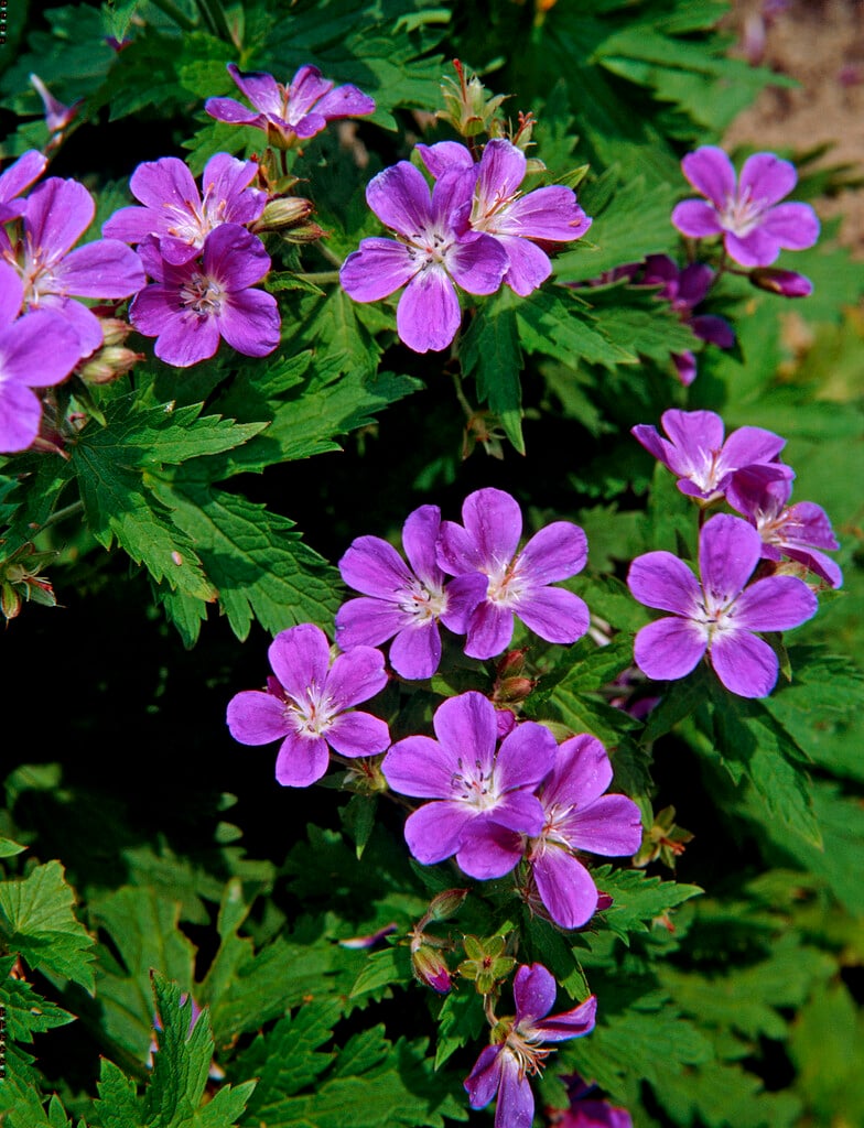 wood cranesbill 'Mayflower'