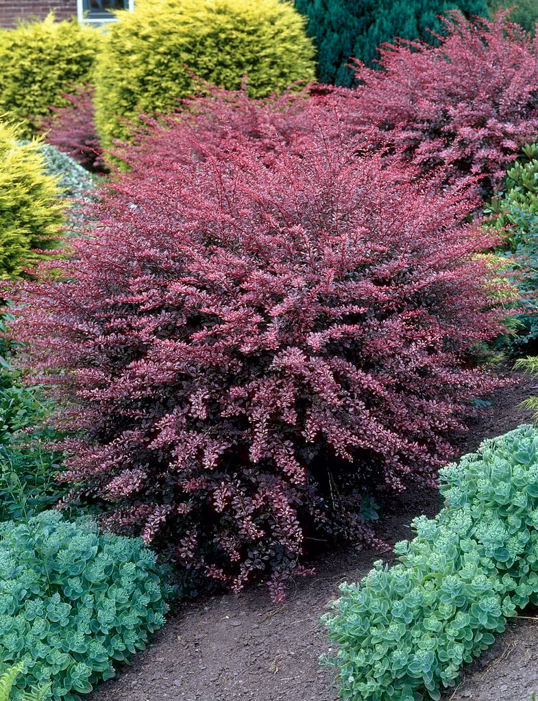 Japanese barberry 'Rose Glow'