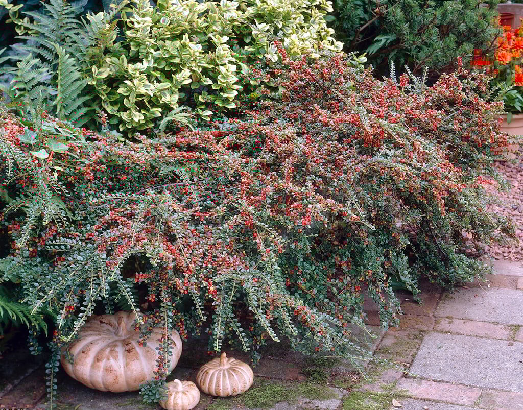 wall cotoneaster