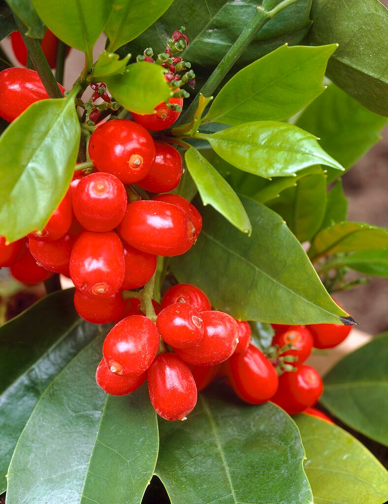 Japanese laurel 'Rozannie'
