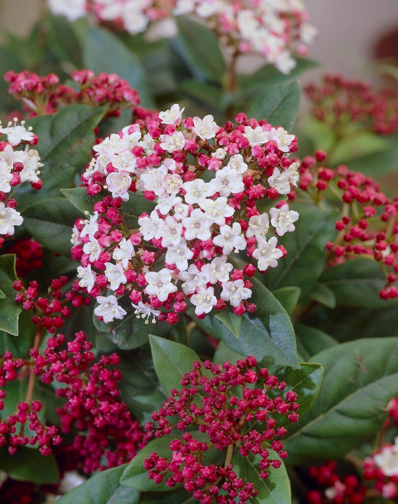 laurustinus 'Gwenllian'