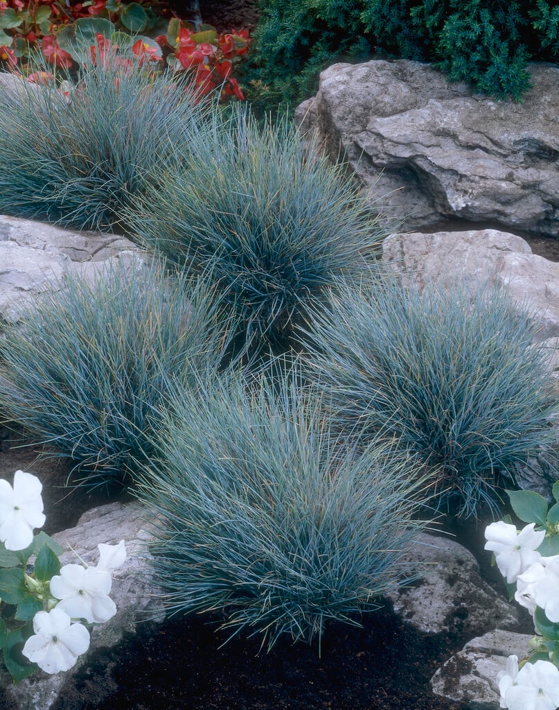 blue fescue 'Blaufuchs'