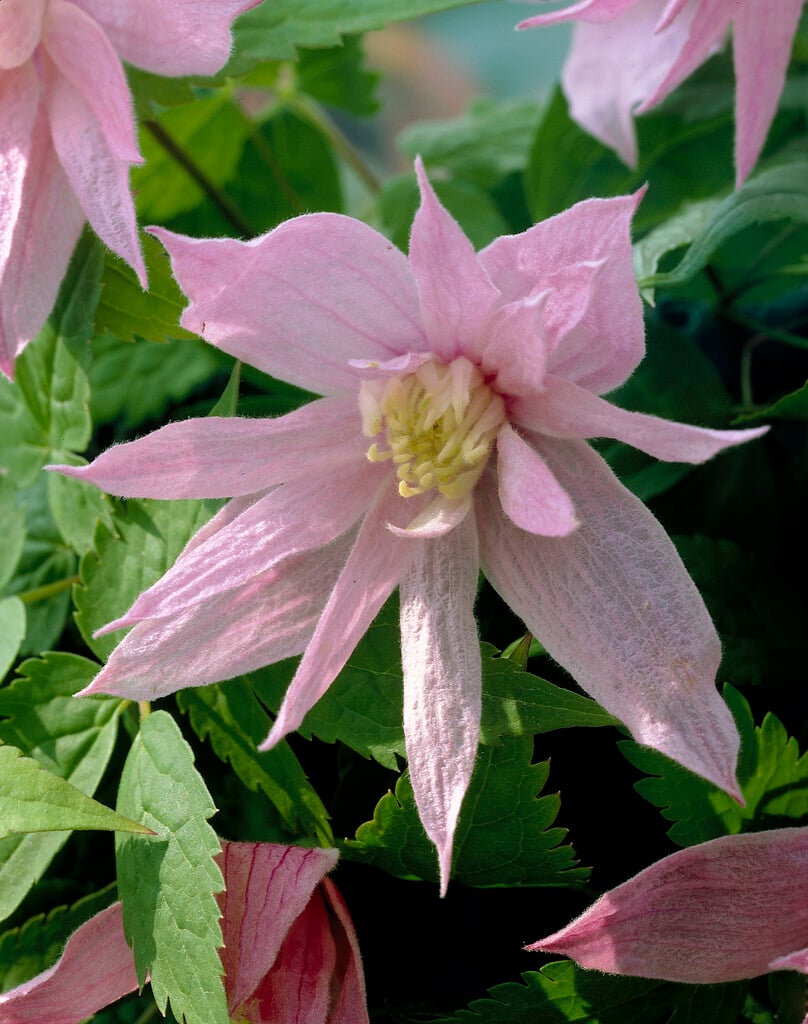 clematis 'Markham's Pink'