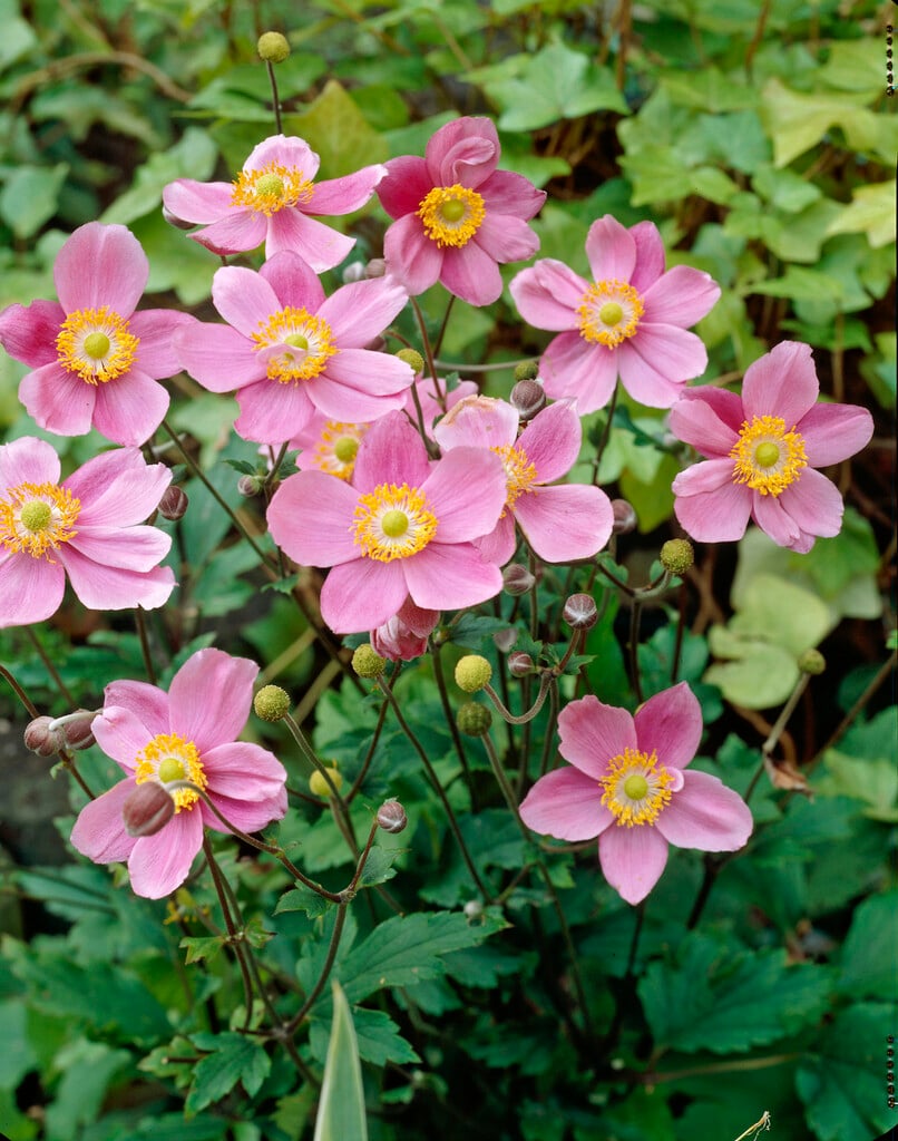 Japanese anemone 'September Charm'