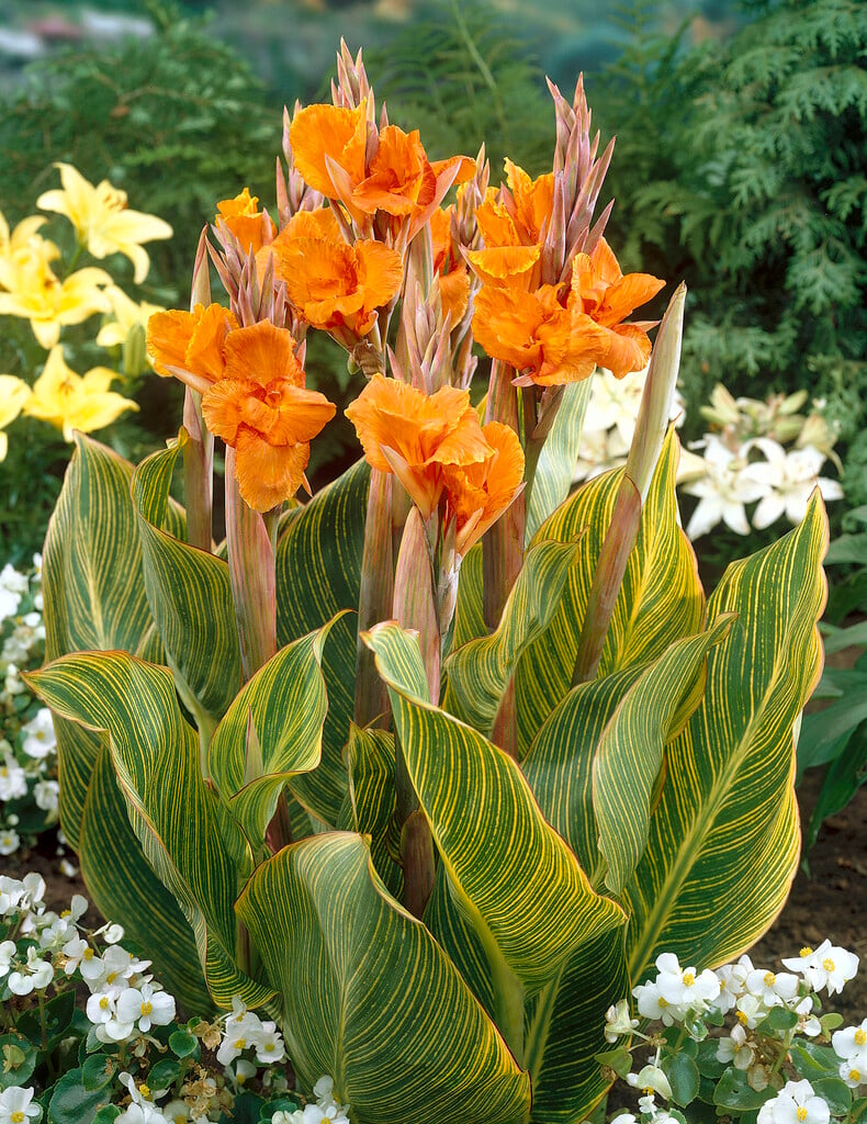 canna 'Striata'