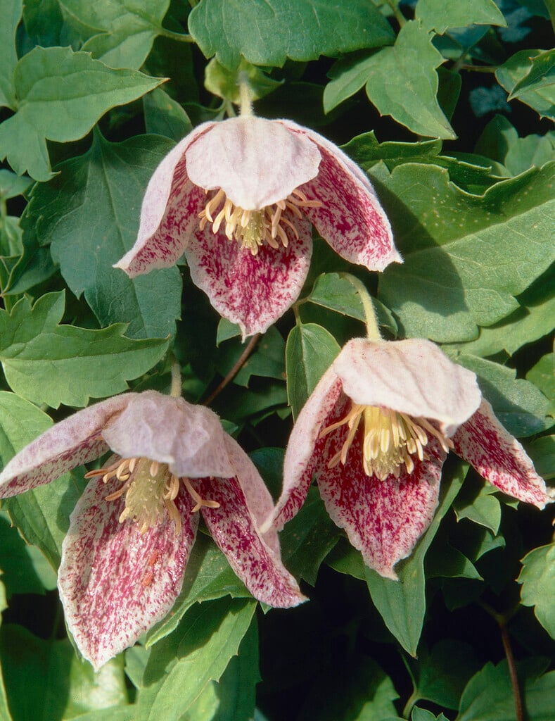 clematis 'Freckles'