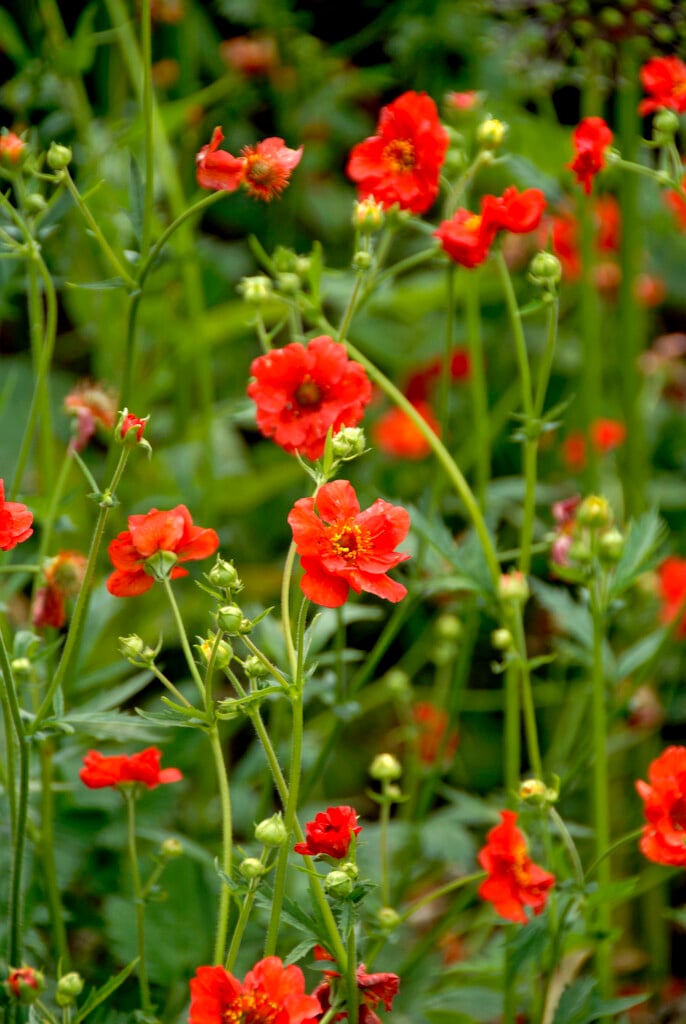 avens 'Mrs J. Bradshaw'