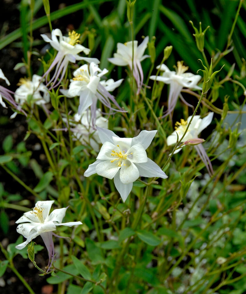 columbine 'Nivea'