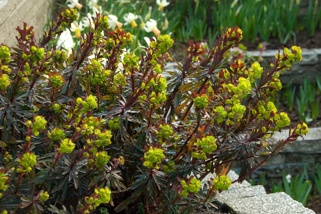 wood spurge 'Purpurea'