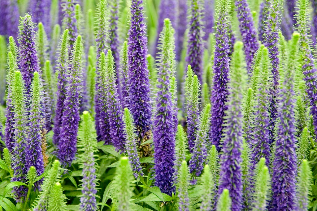 spiked speedwell 'Glory'