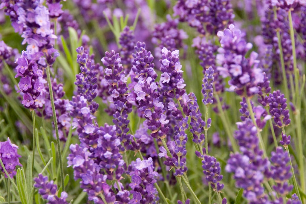 English lavender 'Imperial Gem'