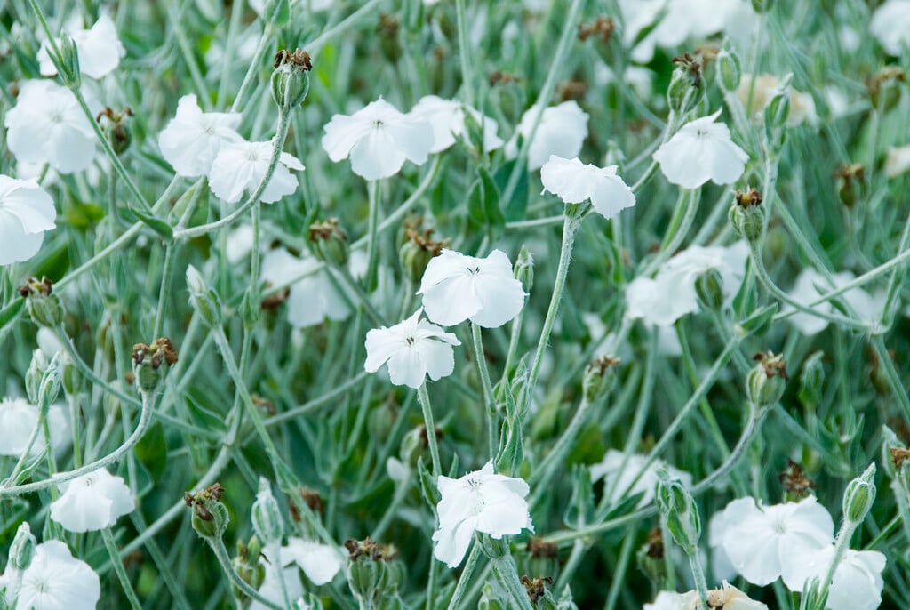 white-flowered rose campion