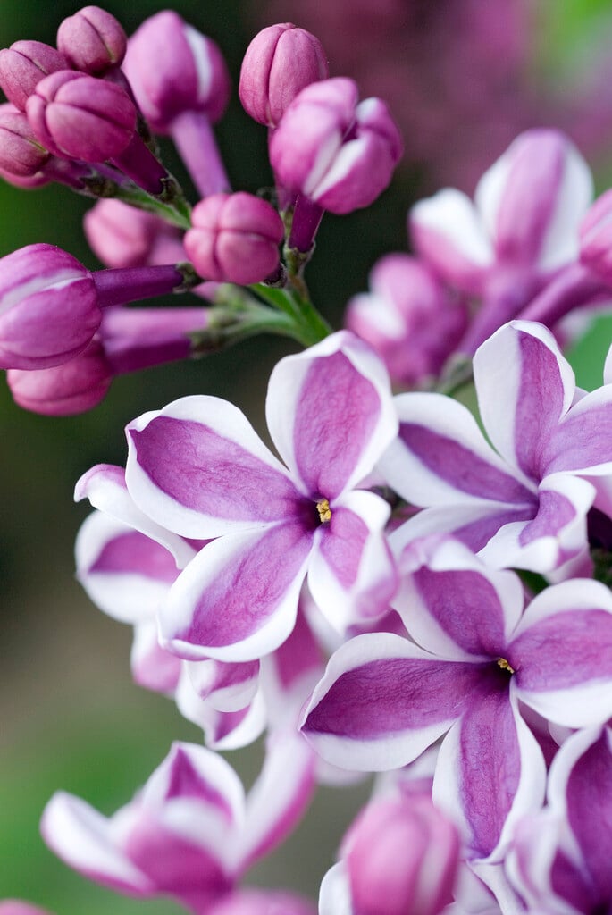lilac 'Sensation'