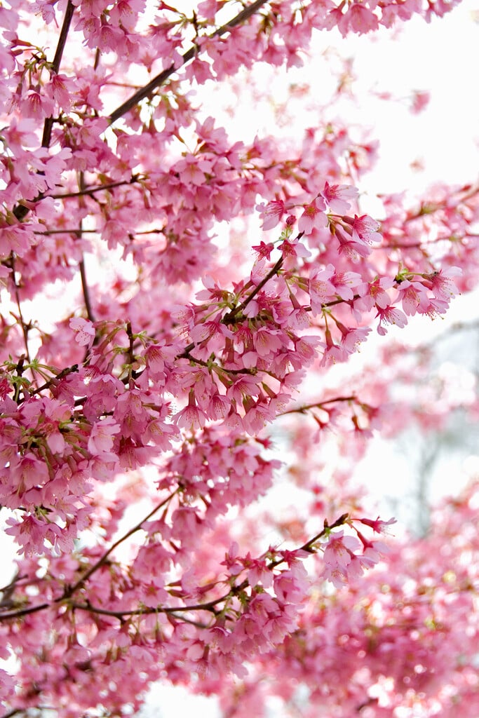 flowering cherry 'Okamé'