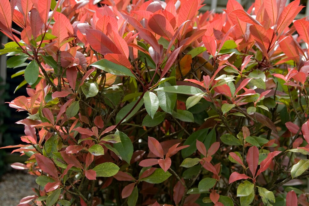 Christmas berry 'Red Robin'