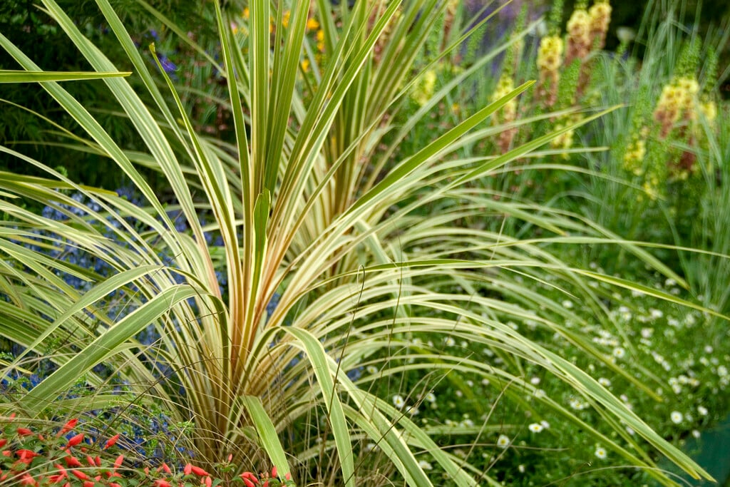 cabbage palm 'Torbay Dazzler'