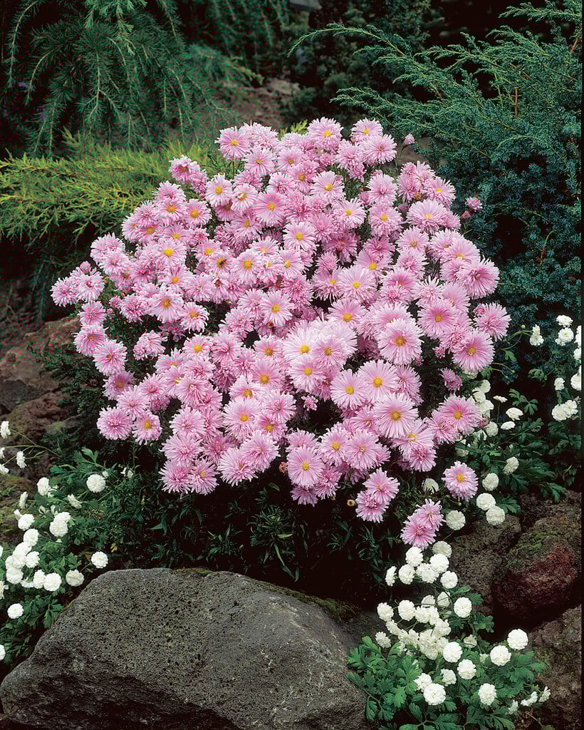 Michaelmas daisy 'Fellowship'