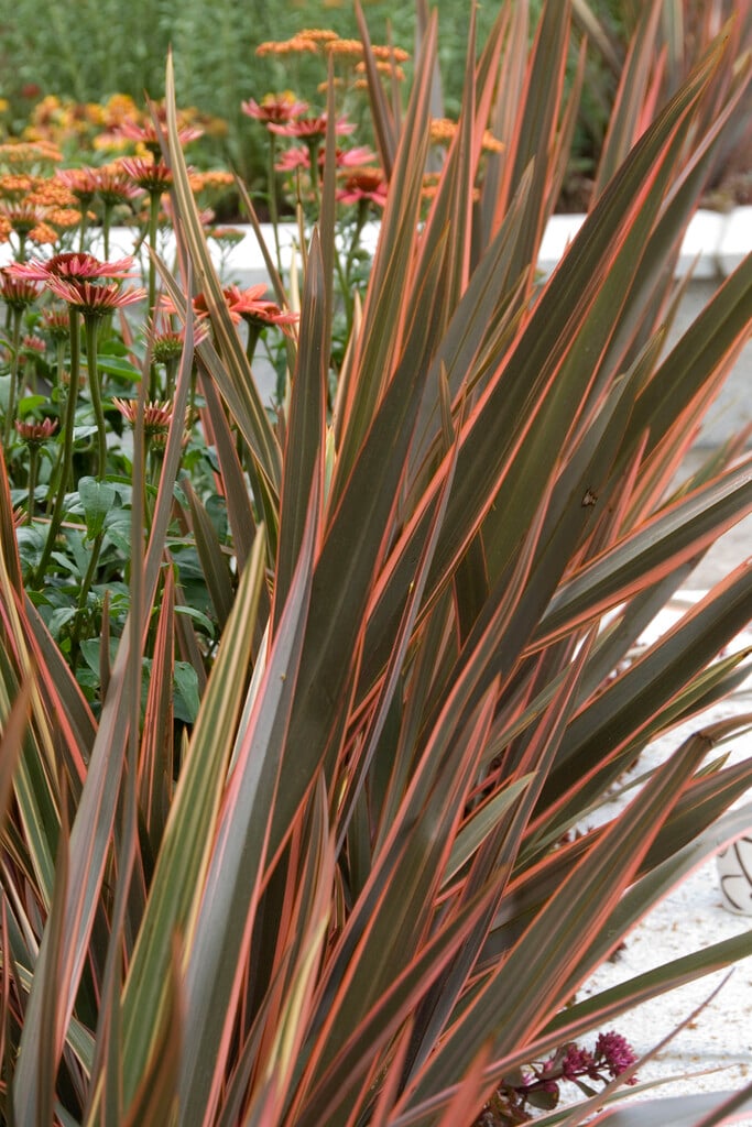 flax lily 'Maori Queen'