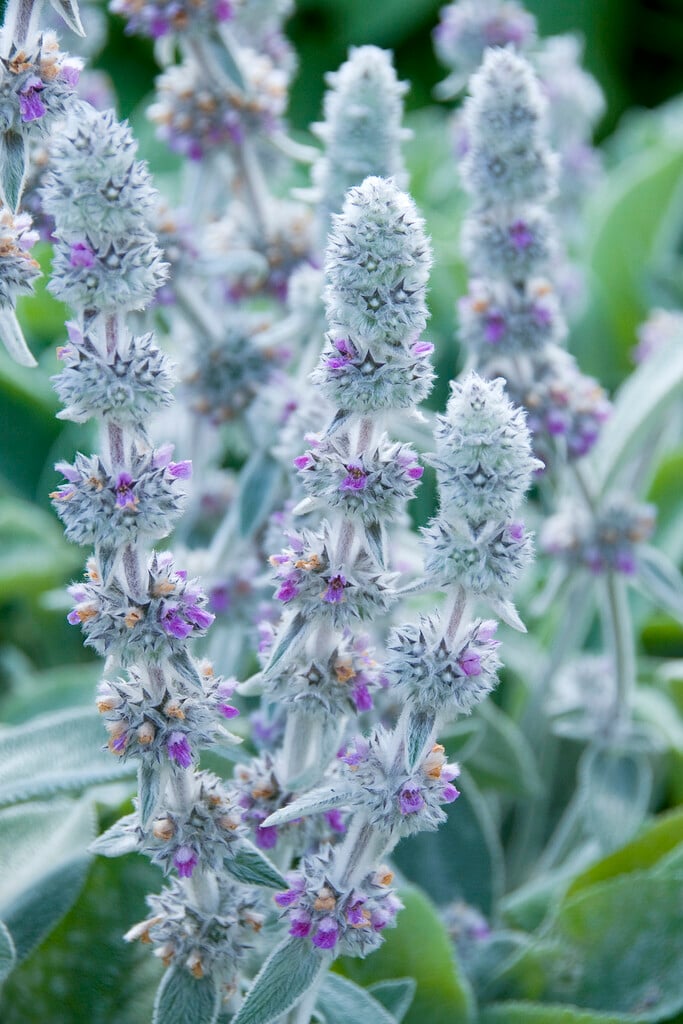 lamb's ear 'Big Ears'