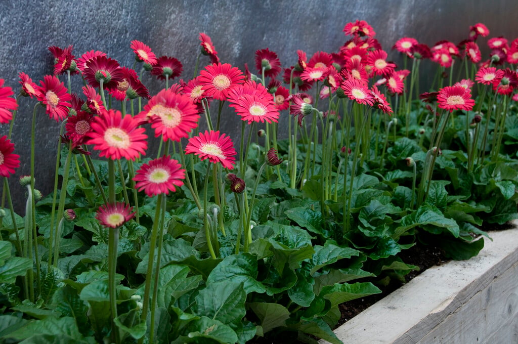 Plant image