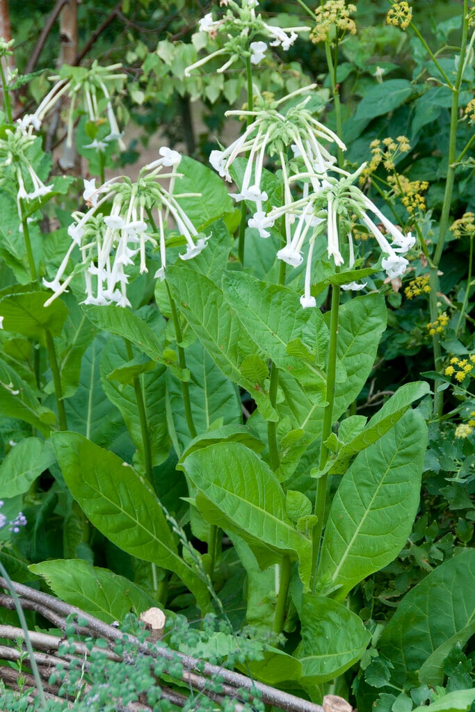 woodland tobacco plant