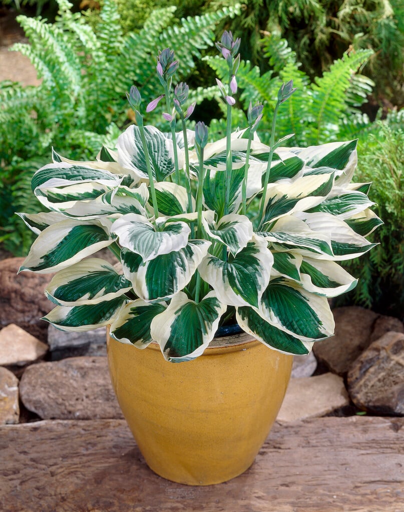 plantain lily 'Patriot'