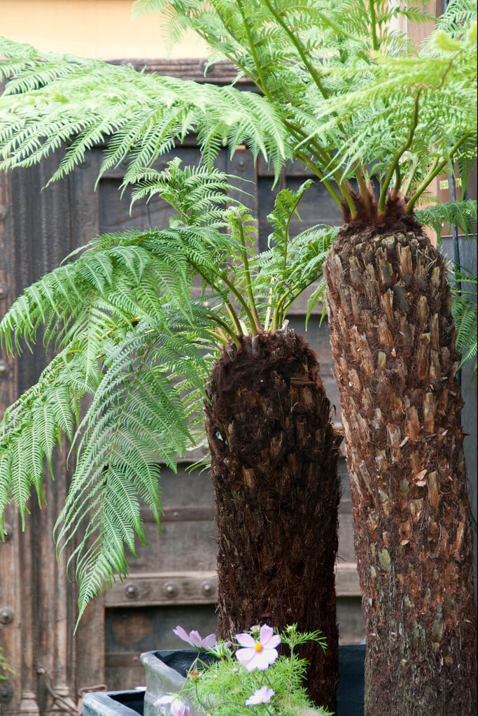 soft tree fern