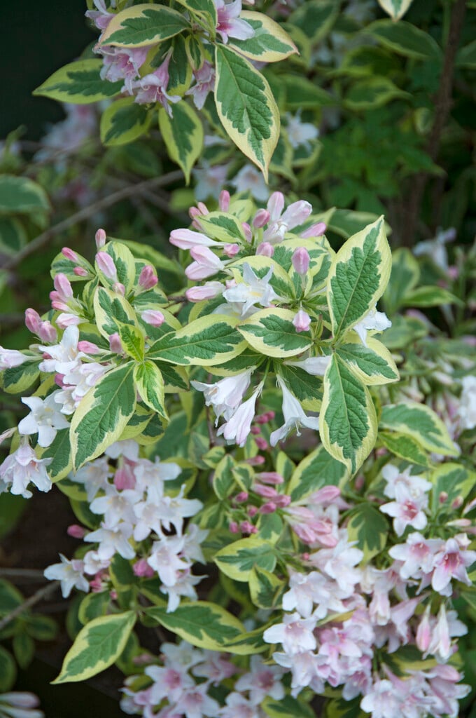 weigela 'Florida Variegata'