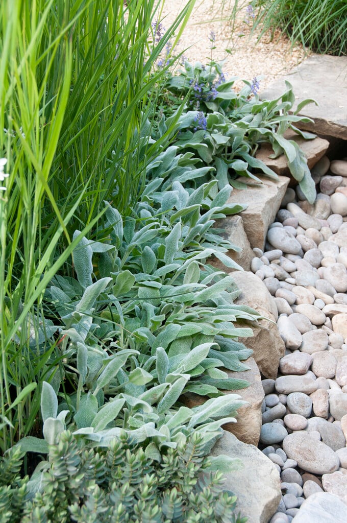 lamb's ear 'Silver Carpet'