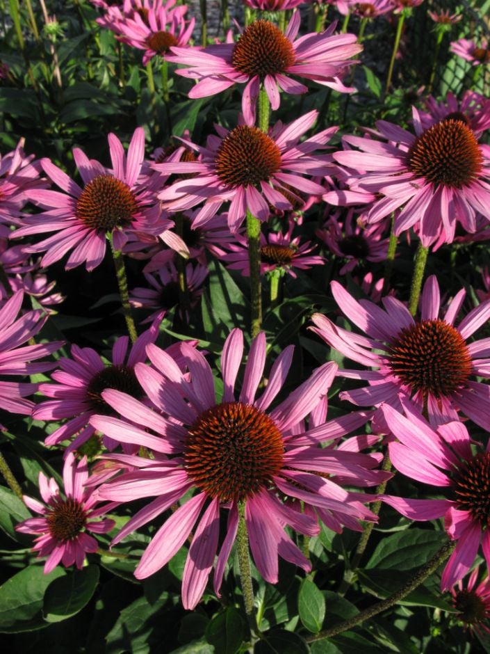 purple coneflower [Elton Knight]