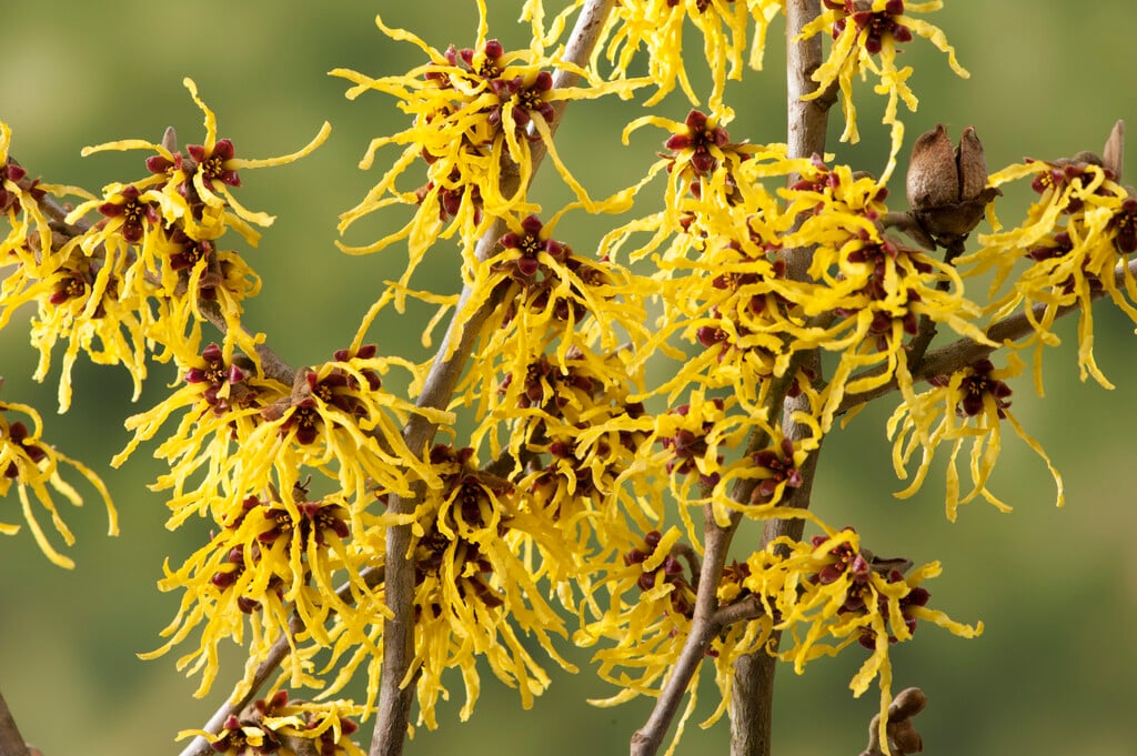witch hazel 'Arnold Promise'