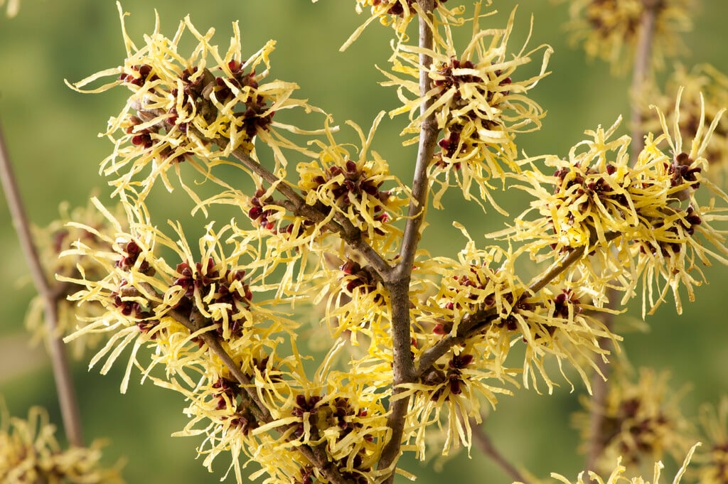witch hazel 'Pallida'