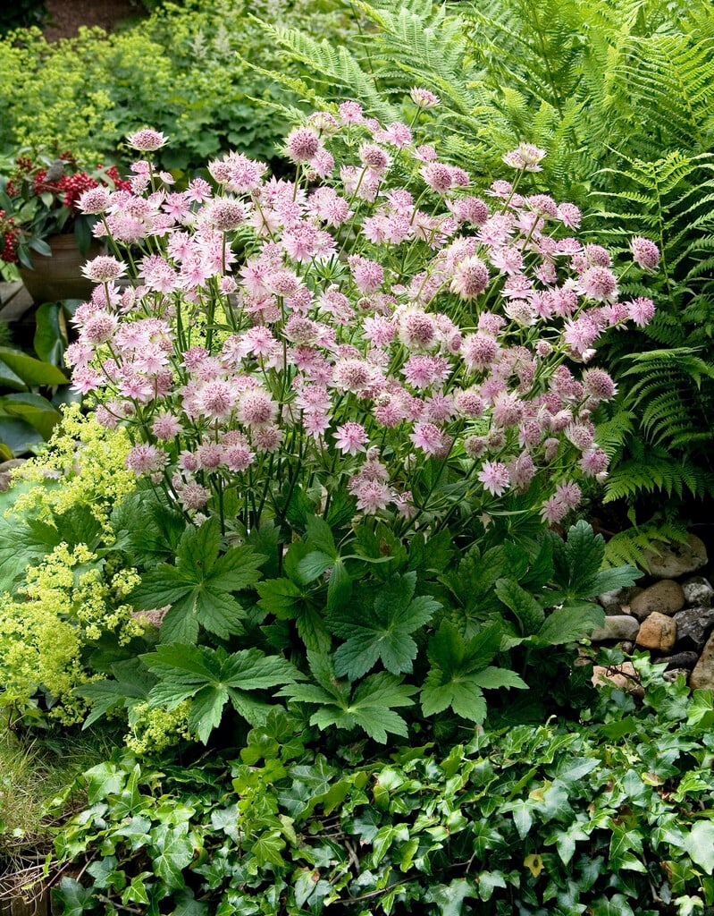 masterwort 'Buckland'