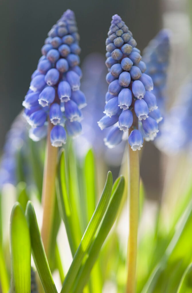 Armenian grape hyacinth
