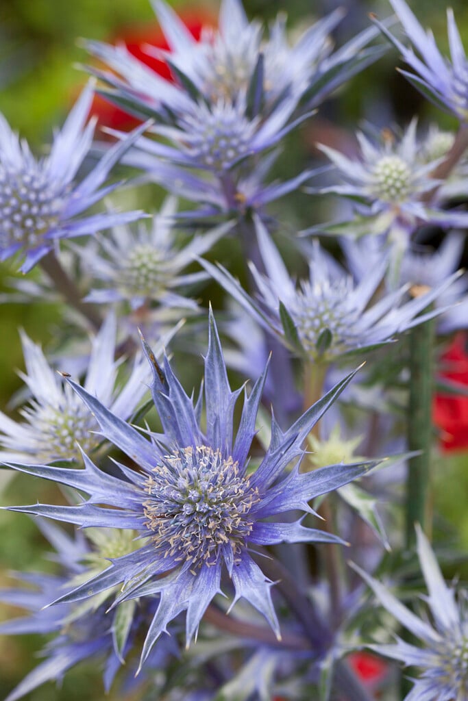 eryngo 'Picos Blue'