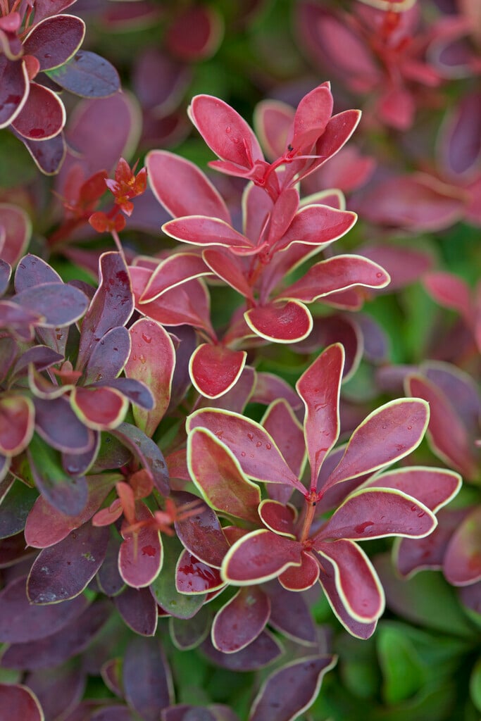 Japanese barberry 'Admiration'