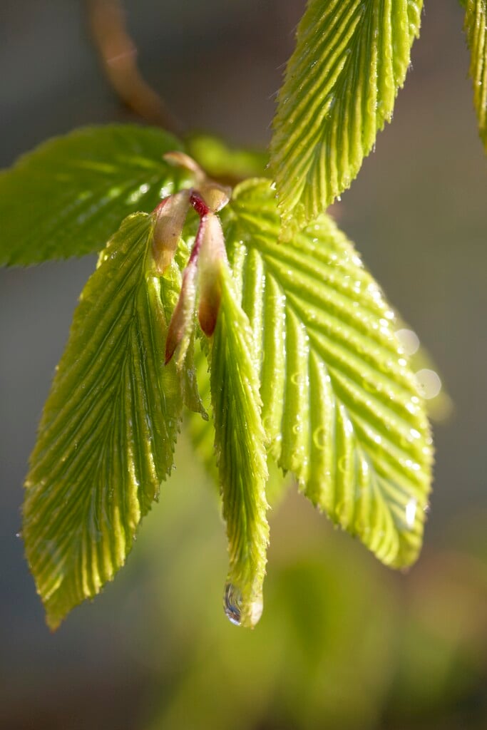common beech