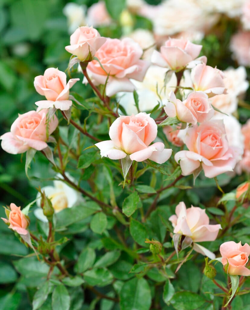 rose [Flower Power]
