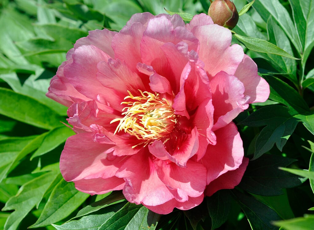 peony 'Hillary'