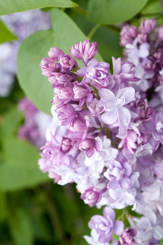 lilac 'Nadezhda'