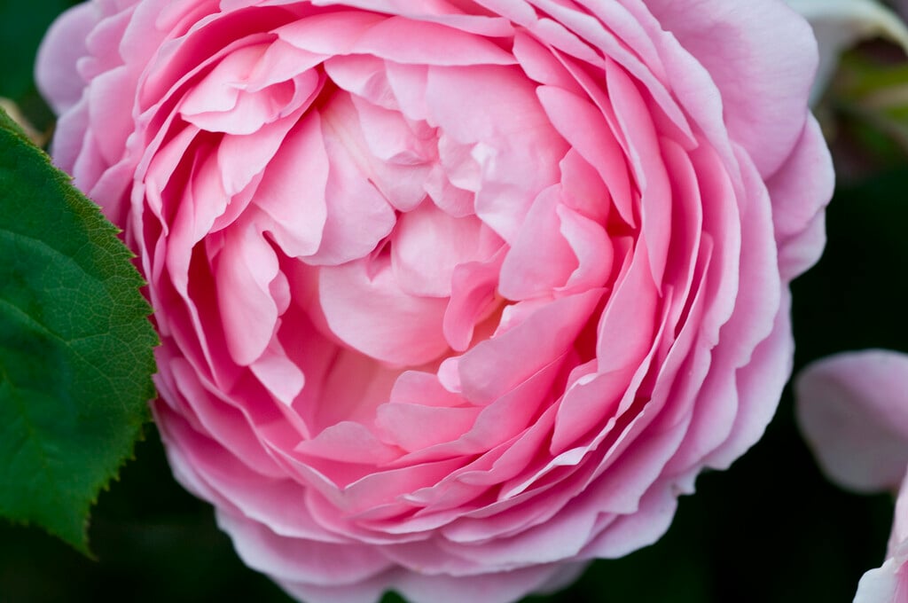 rose 'Constance Spry'