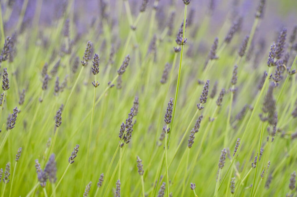 lavender 'Hidcote Giant'