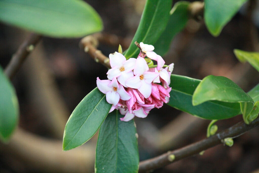 gold-edged winter daphne