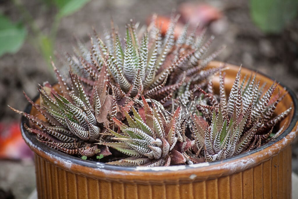 zebra haworthia