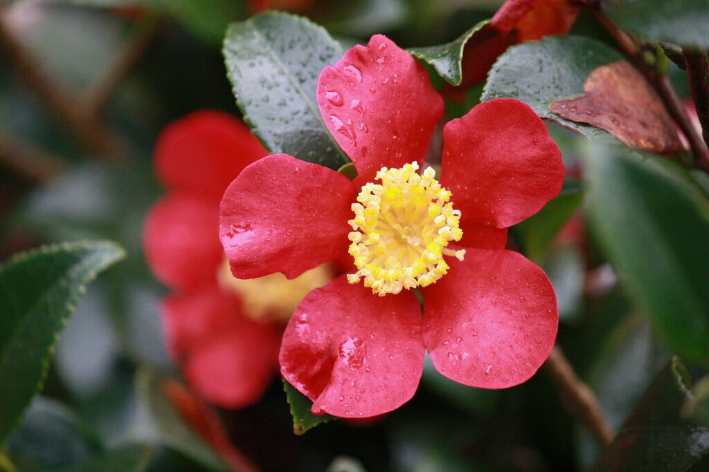 camellia 'Yuletide'