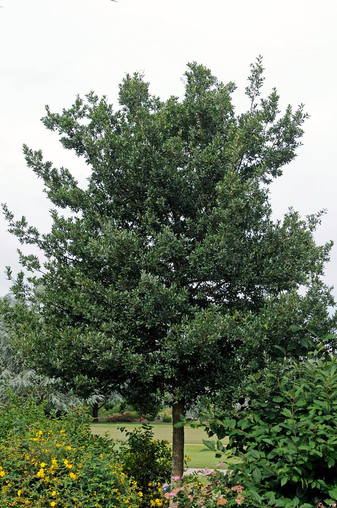 holm oak